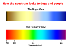 Jak pies widzi kolory